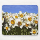 Search for daffodil blossom electronics Nature