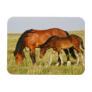 Recherche de poulain magnets Ferme