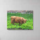 Search for highland cow canvas prints Scotland