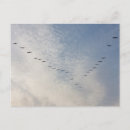 Search for flying birds postcards Sky