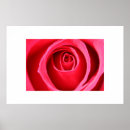 Search for rose macro art Pink