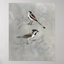 Search for aviary posters Grey