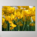 Search for yellow tulip posters Flowers
