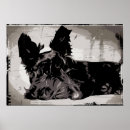 Recherche de reposant posters Animaux