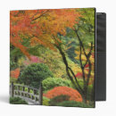 Search for maple bush Autumn