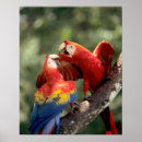 Recherche de ara posters Animal