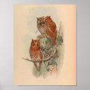 Search for brown owl posters Illustration