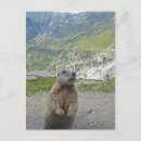 Search for marmot postcards Travel