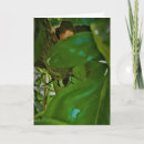 Search for wildlife get well cards Photography