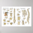 Recherche de vertébré posters Anatomie