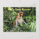 Recherche de bornéo cartes postales Singe