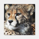 Recherche de animaux menacés magnets Afrique