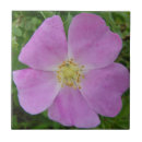 Search for wildrose Nature photography