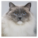 Recherche de et mon chat carreaux Mignon