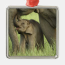 Search for indian elephant ornaments Care