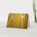 Search for aspen trees cards Danita delimont