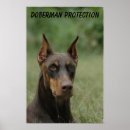 Search for doberman posters Dog