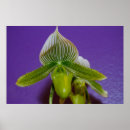 Recherche de orchidée verte posters Fleur
