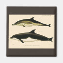 Search for mammal magnets Aquatic