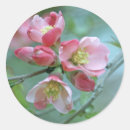 Search for apple blossom stickers Flower