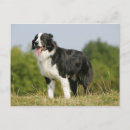 Search for panting postcards Collie border