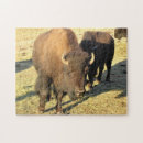 Search for bison puzzles Herd