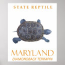 Search for reptile posters Nature