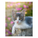 Search for bicolor art Cats