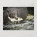 Recherche de dons cartes postales Alaska