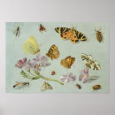 Search for jan van kessel posters Butterfly