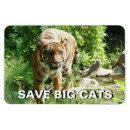 Search for portraits rectangular magnets Tiger