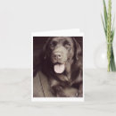Search for chocolate labrador retriever cards Puppy