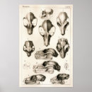 Search for bat skeleton posters Skull