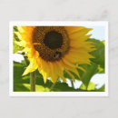 Search for sunflower postcards Wildlife