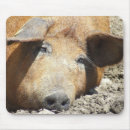 Search for pig mousepads Animal