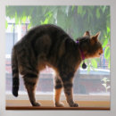 Search for stretching posters Cat