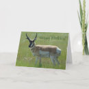 Search for pronghorn cards Antelope