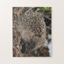 Search for hedgehog puzzles Wildlife