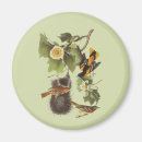 Search for oriole magnets Animal
