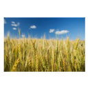 Recherche de blé posters Ferme