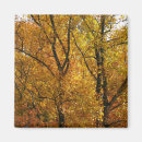 Search for branche magnets Yellow