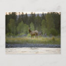 Search for camera postcards Wildlife