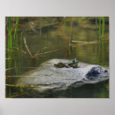 Search for bullfrog posters Green