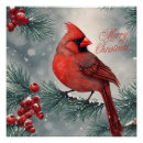 Recherche de cardinal rouge posters Oiseau de noël