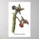 Search for flicker posters Wildlife
