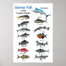 Recherche de atlantique posters Poisson