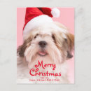 Search for lhasa apso christmas cards Looking at camera