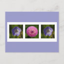 Recherche de géranium cartes postales Floral