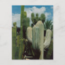 Search for southwest postcards Phoenix
