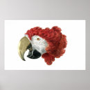 Recherche de peinture de perroquet posters Macaw